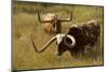 Texas Longhorn, Custer, South Dakota, Usa-Michel Hersen-Mounted Photographic Print