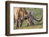 Texas Longhorn, Florida, Usa-Lisa S. Engelbrecht-Framed Photographic Print