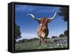 Texas Longhorn in Bluebonnets, Texas-Lynn M^ Stone-Framed Stretched Canvas