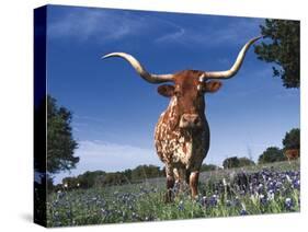 Texas Longhorn in Bluebonnets, Texas-Lynn M^ Stone-Stretched Canvas