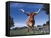 Texas Longhorn in Bluebonnets, Texas-Lynn M^ Stone-Framed Stretched Canvas