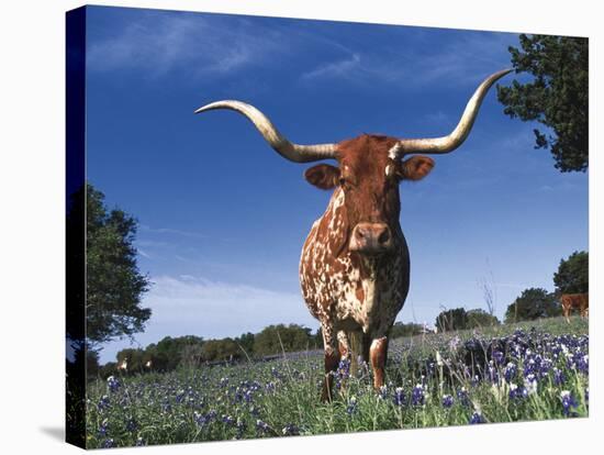 Texas Longhorn in Bluebonnets, Texas-Lynn M^ Stone-Stretched Canvas