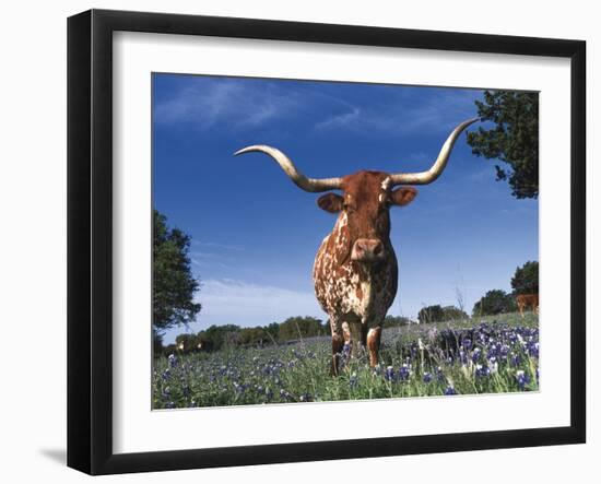 Texas Longhorn in Bluebonnets, Texas-Lynn M^ Stone-Framed Premium Photographic Print