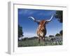 Texas Longhorn in Bluebonnets, Texas-Lynn M^ Stone-Framed Premium Photographic Print