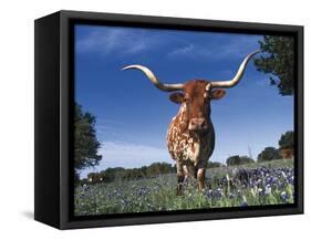 Texas Longhorn in Bluebonnets, Texas-Lynn M^ Stone-Framed Stretched Canvas