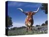 Texas Longhorn in Bluebonnets, Texas-Lynn M^ Stone-Stretched Canvas