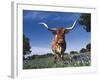 Texas Longhorn in Bluebonnets, Texas-Lynn M^ Stone-Framed Photographic Print