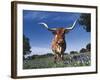 Texas Longhorn in Bluebonnets, Texas-Lynn M^ Stone-Framed Photographic Print