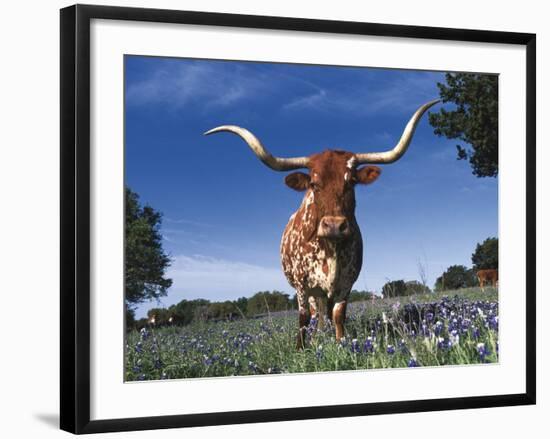 Texas Longhorn in Bluebonnets, Texas-Lynn M^ Stone-Framed Photographic Print