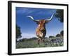 Texas Longhorn in Bluebonnets, Texas-Lynn M^ Stone-Framed Photographic Print