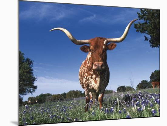 Texas Longhorn in Bluebonnets, Texas-Lynn M^ Stone-Mounted Photographic Print