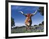 Texas Longhorn in Bluebonnets, Texas-Lynn M^ Stone-Framed Photographic Print