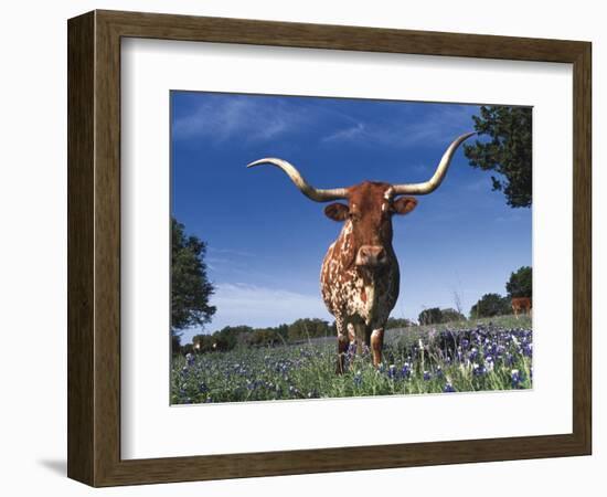 Texas Longhorn in Bluebonnets, Texas-Lynn M^ Stone-Framed Photographic Print