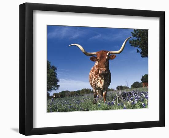 Texas Longhorn in Bluebonnets, Texas-Lynn M^ Stone-Framed Photographic Print