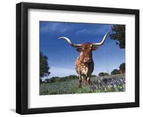 Texas Longhorn in Bluebonnets, Texas-Lynn M^ Stone-Framed Photographic Print