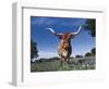 Texas Longhorn in Bluebonnets, Texas-Lynn M^ Stone-Framed Photographic Print