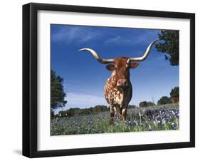 Texas Longhorn in Bluebonnets, Texas-Lynn M^ Stone-Framed Photographic Print