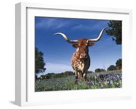 Texas Longhorn in Bluebonnets, Texas-Lynn M^ Stone-Framed Photographic Print