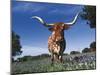 Texas Longhorn in Bluebonnets, Texas-Lynn M^ Stone-Mounted Photographic Print