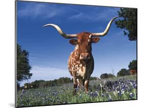 Texas Longhorn in Bluebonnets, Texas-Lynn M^ Stone-Mounted Photographic Print