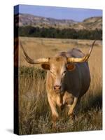 Texas Longhorn, North Dakota Badlands-Lynn M^ Stone-Stretched Canvas