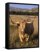 Texas Longhorn, North Dakota Badlands-Lynn M^ Stone-Framed Stretched Canvas