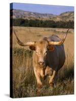 Texas Longhorn, North Dakota Badlands-Lynn M^ Stone-Stretched Canvas