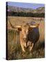 Texas Longhorn, North Dakota Badlands-Lynn M^ Stone-Stretched Canvas
