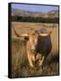 Texas Longhorn, North Dakota Badlands-Lynn M^ Stone-Framed Stretched Canvas