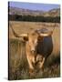 Texas Longhorn, North Dakota Badlands-Lynn M^ Stone-Stretched Canvas