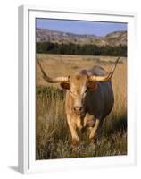 Texas Longhorn, North Dakota Badlands-Lynn M^ Stone-Framed Premium Photographic Print