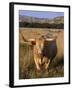 Texas Longhorn, North Dakota Badlands-Lynn M^ Stone-Framed Premium Photographic Print