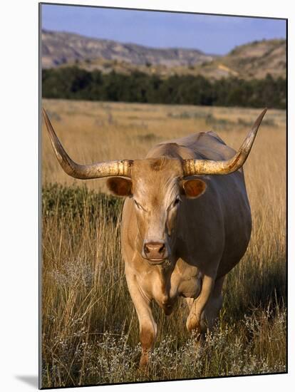 Texas Longhorn, North Dakota Badlands-Lynn M^ Stone-Mounted Premium Photographic Print