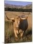 Texas Longhorn, North Dakota Badlands-Lynn M^ Stone-Mounted Premium Photographic Print