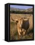 Texas Longhorn, North Dakota Badlands-Lynn M^ Stone-Framed Stretched Canvas