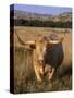 Texas Longhorn, North Dakota Badlands-Lynn M^ Stone-Stretched Canvas