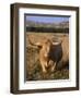 Texas Longhorn, North Dakota Badlands-Lynn M^ Stone-Framed Photographic Print