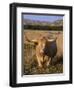 Texas Longhorn, North Dakota Badlands-Lynn M^ Stone-Framed Photographic Print