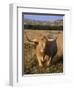 Texas Longhorn, North Dakota Badlands-Lynn M^ Stone-Framed Photographic Print