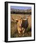 Texas Longhorn, North Dakota Badlands-Lynn M^ Stone-Framed Photographic Print