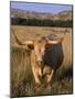 Texas Longhorn, North Dakota Badlands-Lynn M^ Stone-Mounted Photographic Print