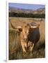 Texas Longhorn, North Dakota Badlands-Lynn M^ Stone-Framed Photographic Print