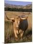 Texas Longhorn, North Dakota Badlands-Lynn M^ Stone-Mounted Photographic Print