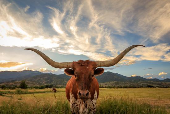 Texas Longhorn Steer in Rural Utah  Usa.-null-Framed Art Print