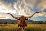 Texas Longhorn Steer in Rural Utah  Usa.-null-Framed Art Print