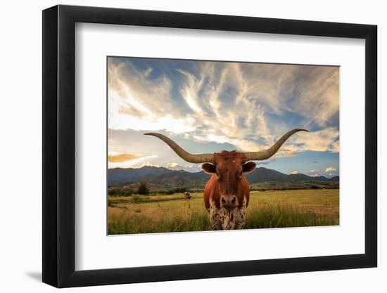 Texas Longhorn Steer in Rural Utah, Usa.-Johnny Adolphson-Framed Photographic Print