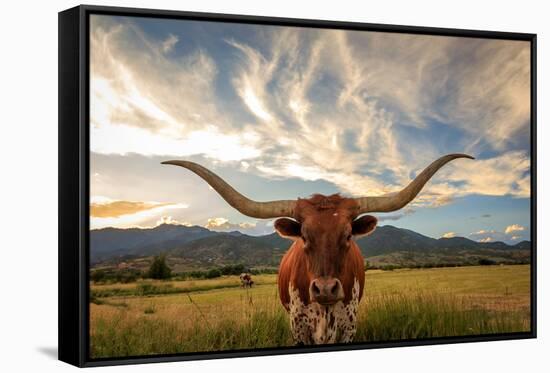 Texas Longhorn Steer in Rural Utah, Usa.-Johnny Adolphson-Framed Stretched Canvas