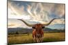 Texas Longhorn Steer in Rural Utah, Usa.-Johnny Adolphson-Mounted Photographic Print