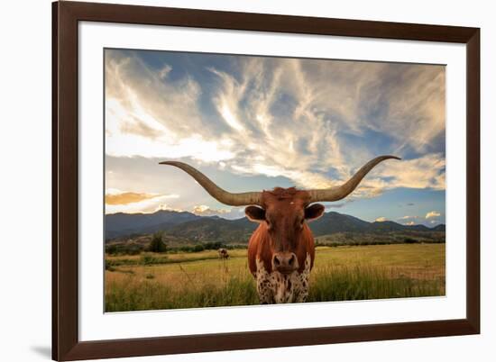 Texas Longhorn Steer in Rural Utah, Usa.-Johnny Adolphson-Framed Photographic Print