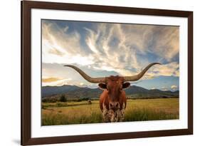 Texas Longhorn Steer in Rural Utah, Usa.-Johnny Adolphson-Framed Photographic Print